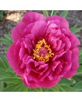 Paeonia Yankee Doodle Dandy